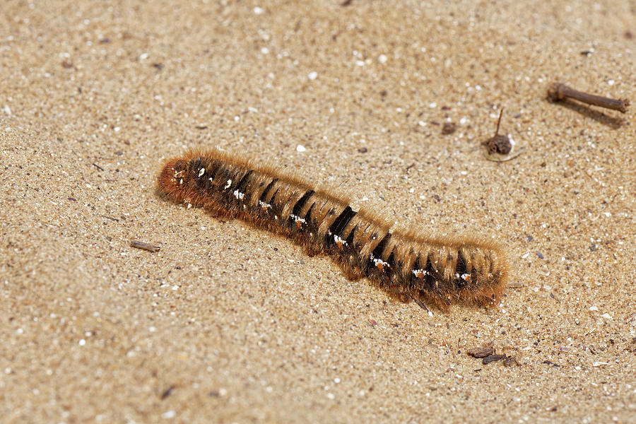 Wildlife Photograph - Oak Eggar Caterpillar Crawling Over A Sandy Path, Merthyr by Nick Upton / Naturepl.com