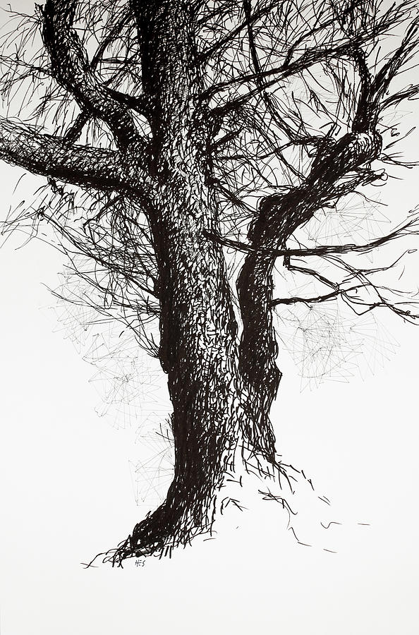 Oak in early spring Drawing by Hans Egil Saele