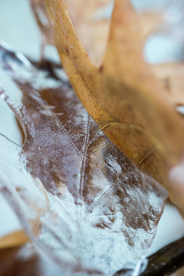 Oak leaf Ice Imprint Photograph by Brooke Bowdren