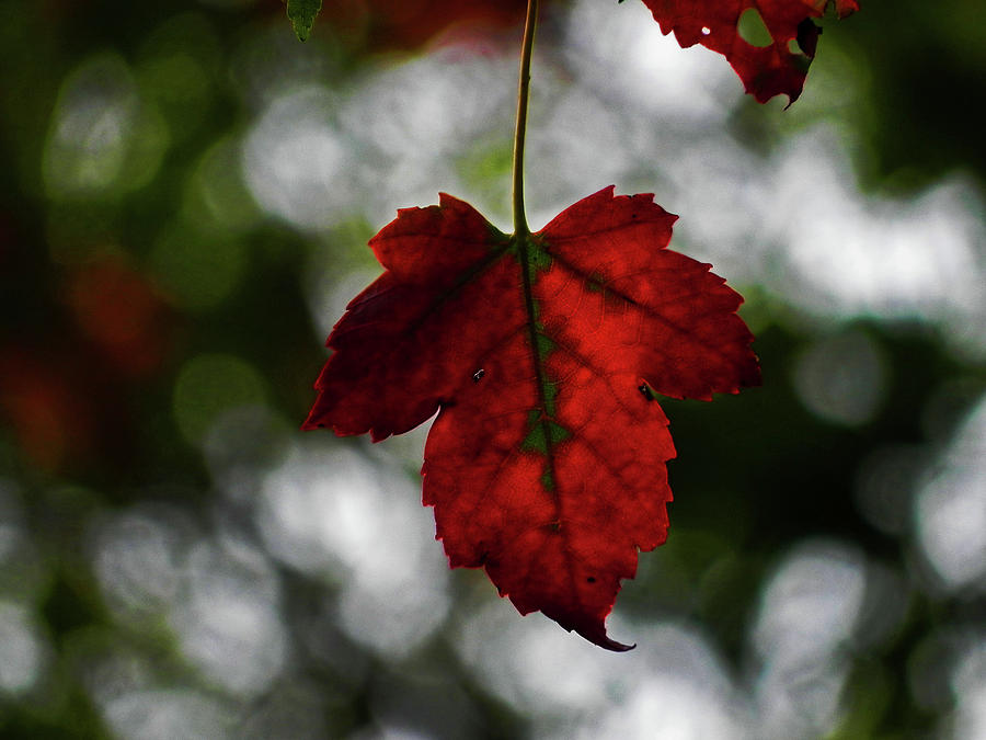 Oak Leaf Photograph by Kathleen Moroney