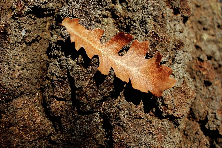 Oak leaf on bark Photograph by Martin Smith