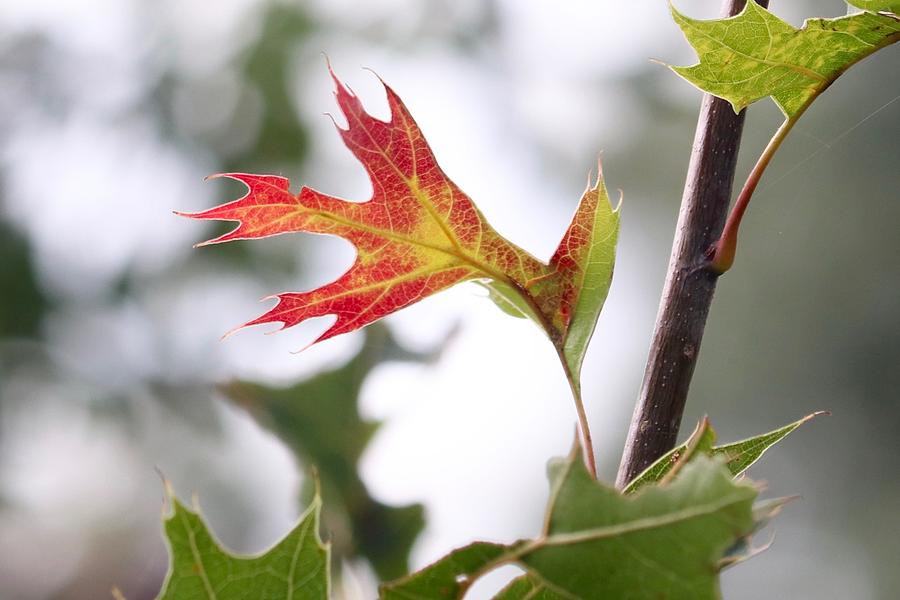 Oak Leaf Turning Photograph by Sarah Lilja