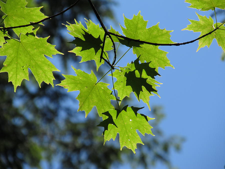 Green Maple Leaves - #6186 Photograph by StormBringer Photography