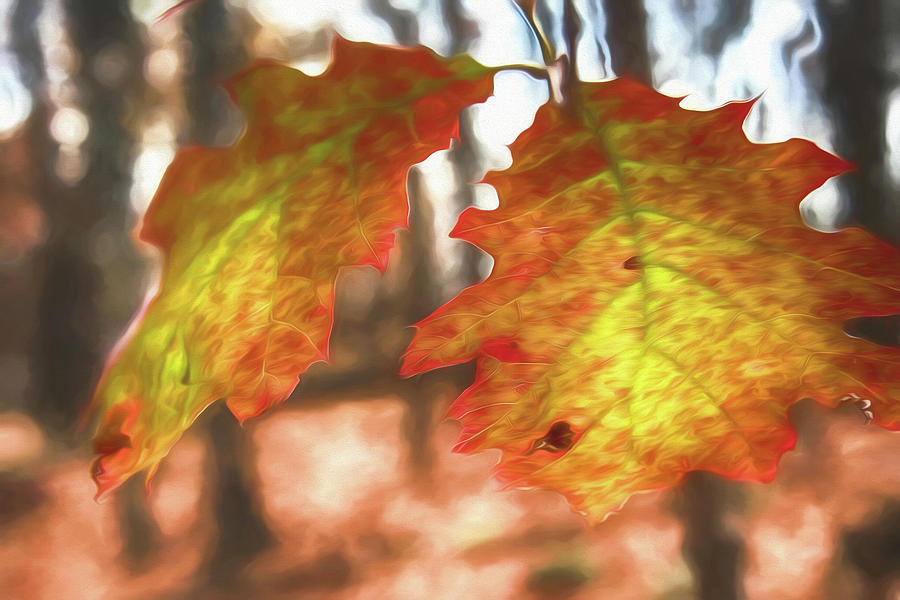Oak Leaves Photograph by Alan Goldberg