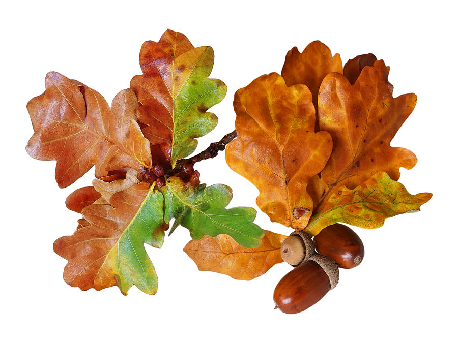 Oak Leaves And Acorns On White Photograph by Gill Billington