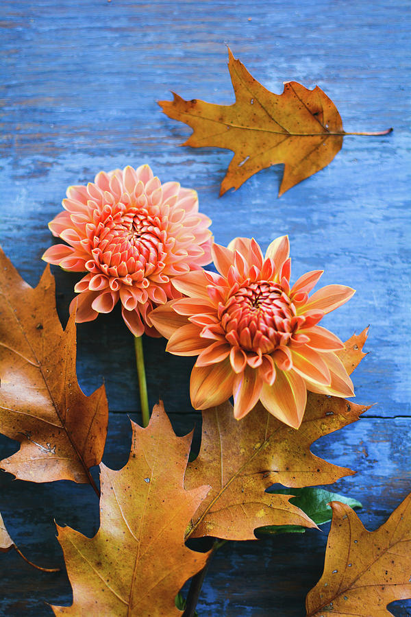 Flower Photograph - Oak Leaves and Dahlia by Olivia StClaire