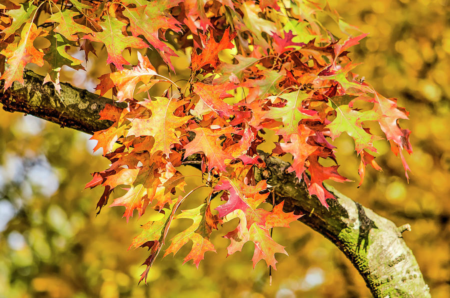 Oak Leaves Color Explosion Photograph by Frans Blok
