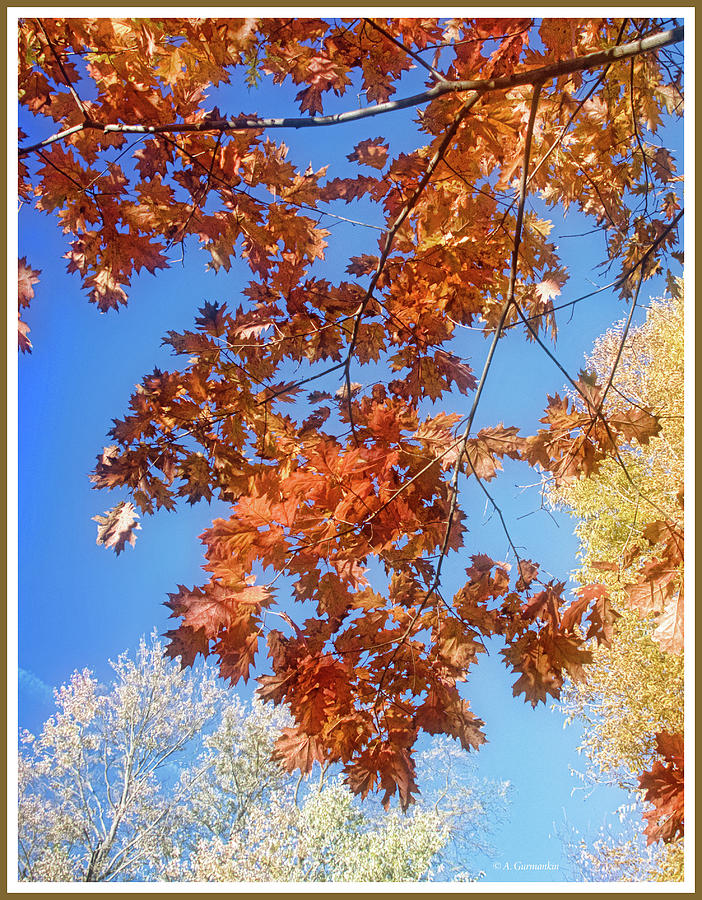 Oak Leaves in Autumn Photograph by A Macarthur Gurmankin