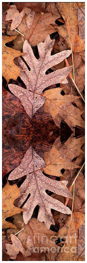 Oak Leaves Photograph by Marcia Lee Jones