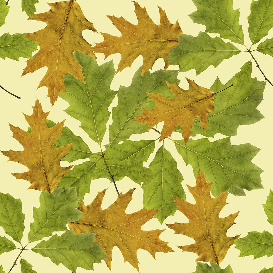 Oak Leaves Pattern Mixed Media by Christina Rollo