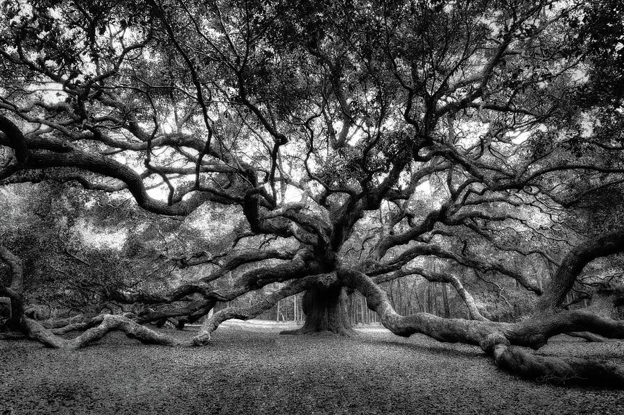 Oak of the Angels - BW Photograph by Renee Sullivan