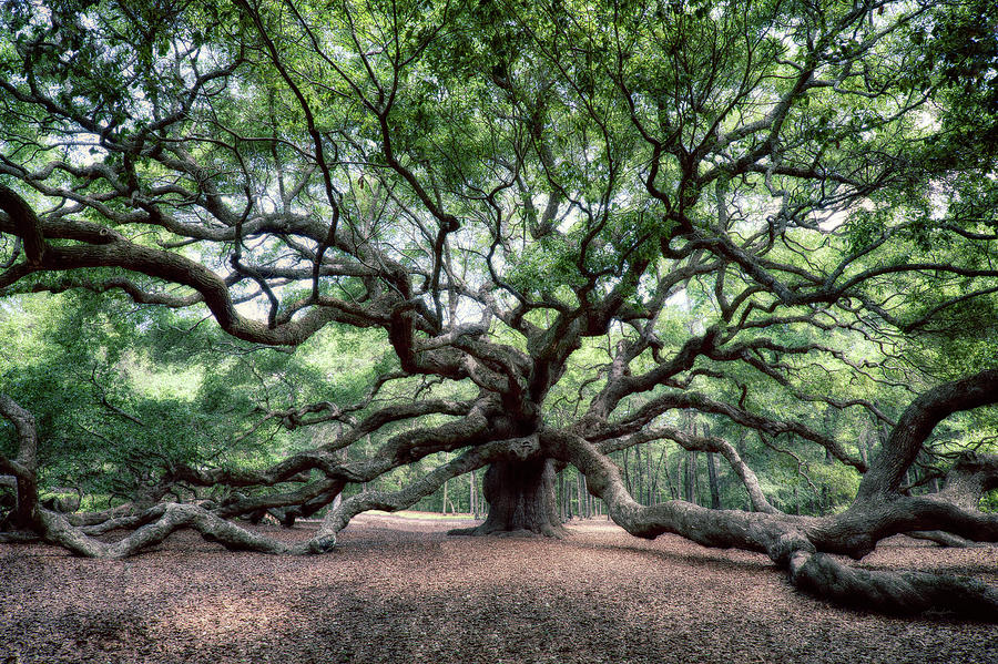 Oak Of The Angels Photograph By Renee Sullivan