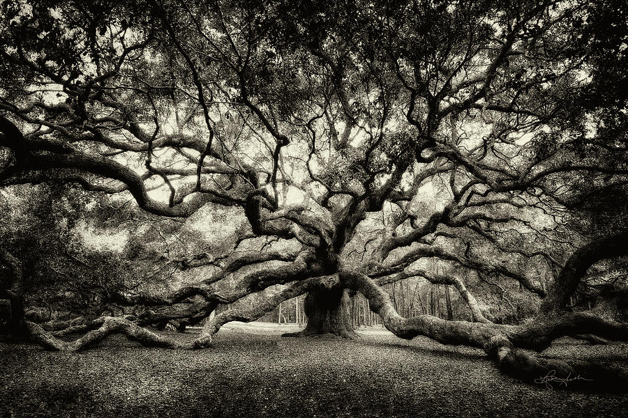 Oak of the Angels - Sepia Photograph by Renee Sullivan