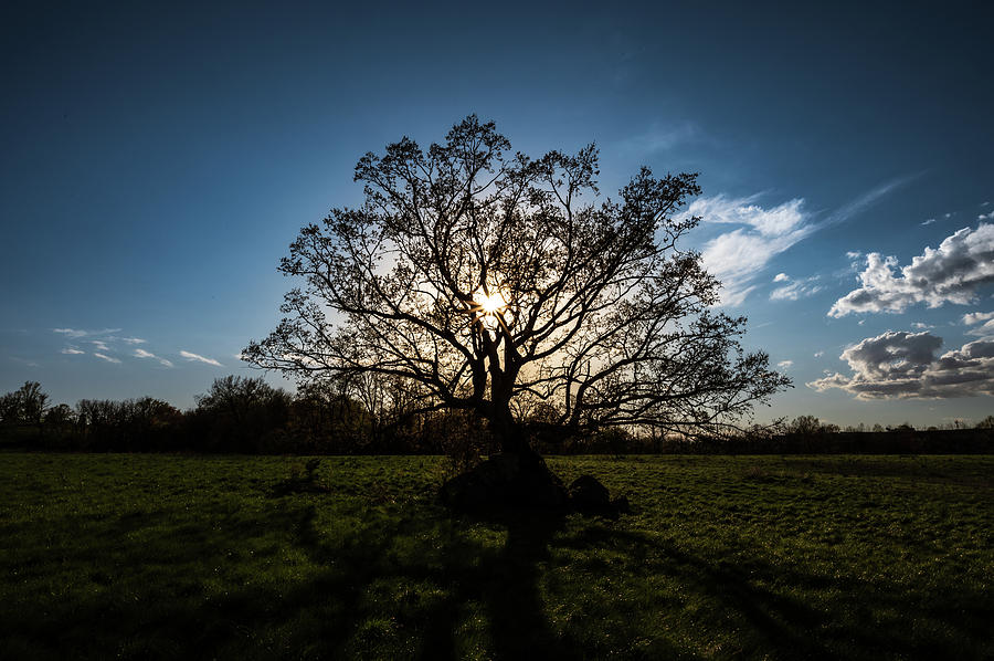Oak silhouette by Dan Urban Oak silhouette by Dan Urban