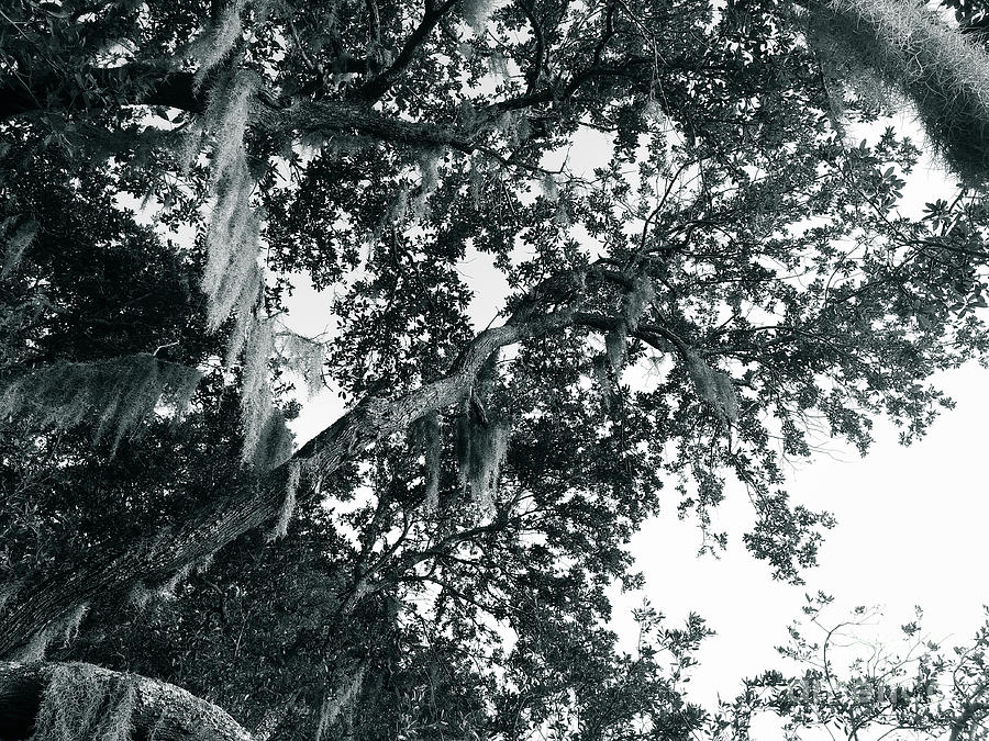 Oak The Sky Photograph by Robert Knight