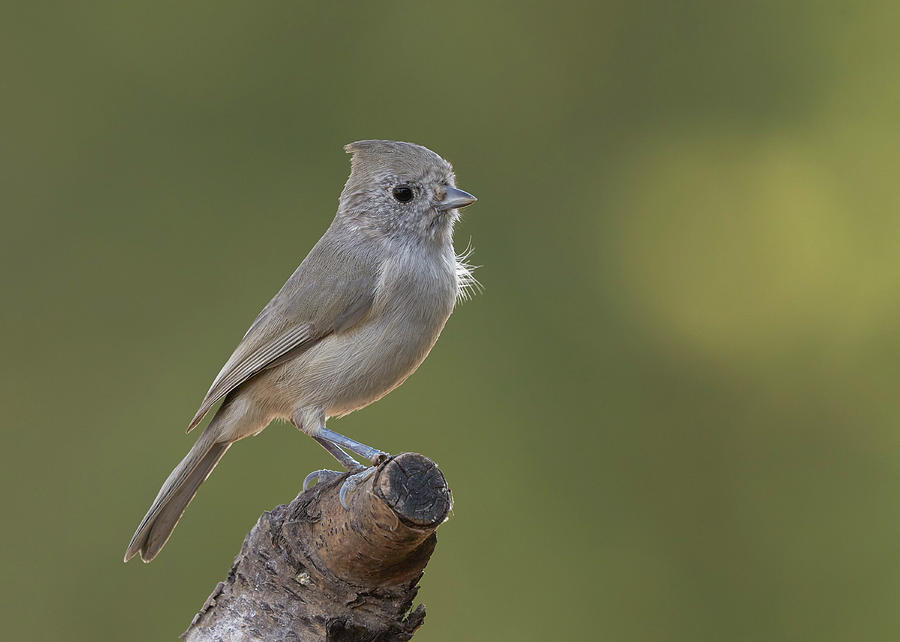 Oak Titmouse, Sacramento County California by Doug Herr Oak Titmouse, Sacramento County California by Doug Herr