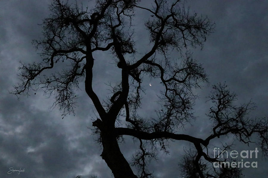 Oak Tree and Crescent Moon in Stormy Skies Photograph by Stephanie Laird