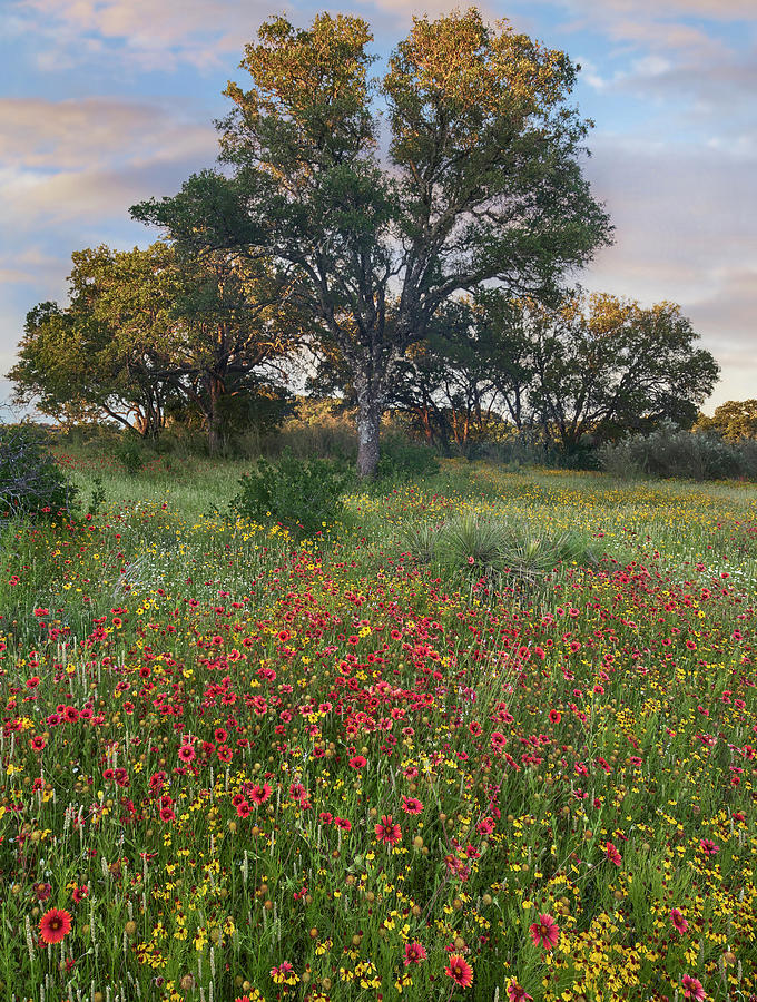 Oak Tree And Indian Blanket Flowers, Texas Photograph by Tim Fitzharris