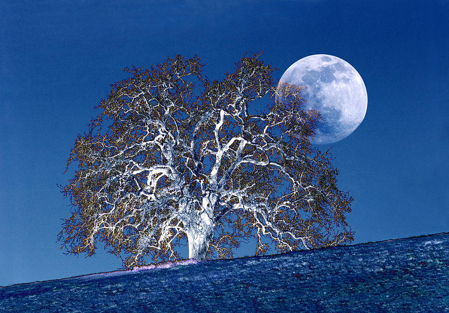 Oak Tree And Moonrise Photograph by Diane Miller