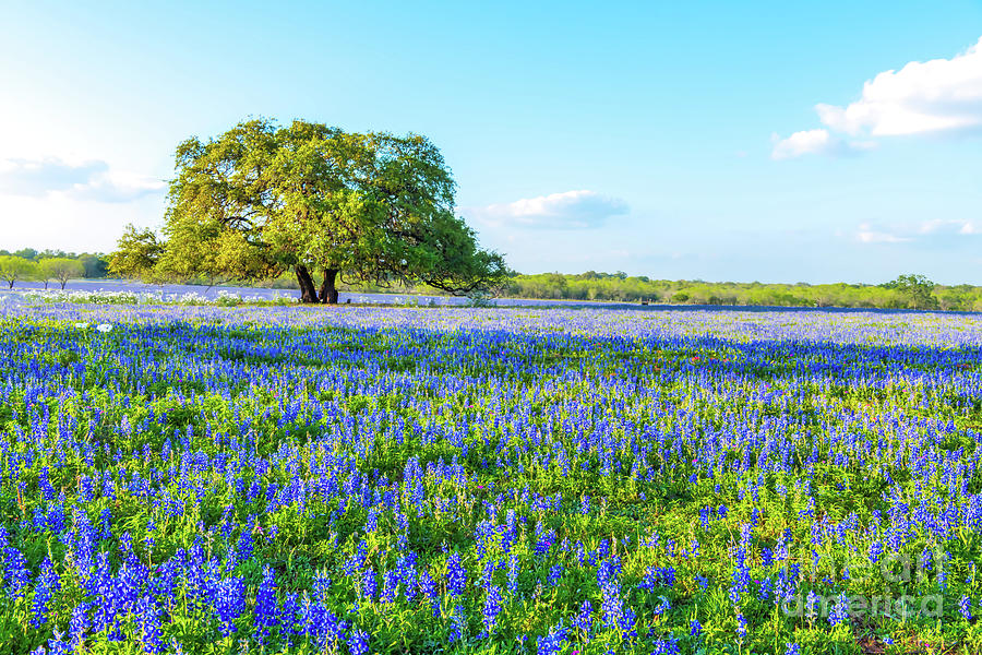 Oak Tree And Texas Bluebonnets Photograph by Bee Creek Photography ...