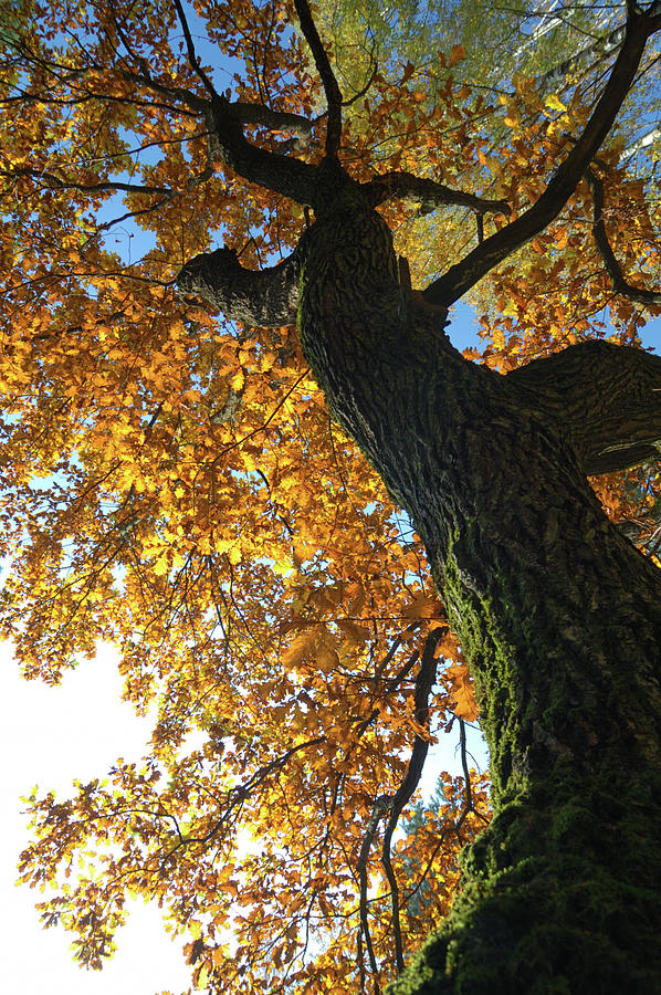 Oak Tree Photograph by Arand