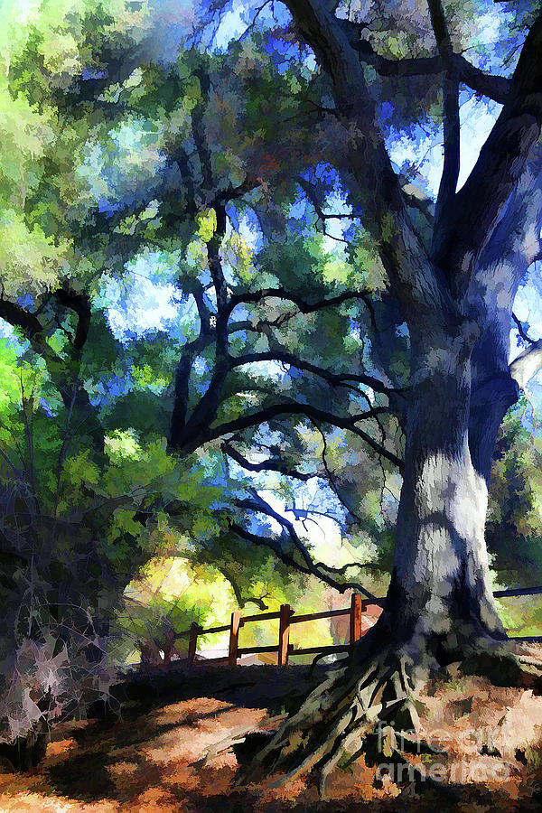 Oak Tree Art Photography Seasons  Photograph by Chuck Kuhn