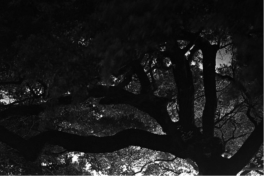 Oak Photograph - Oak Tree at Night by Edward Swearingen Oak Photograph - Oak Tree at Night by Edward Swearingen