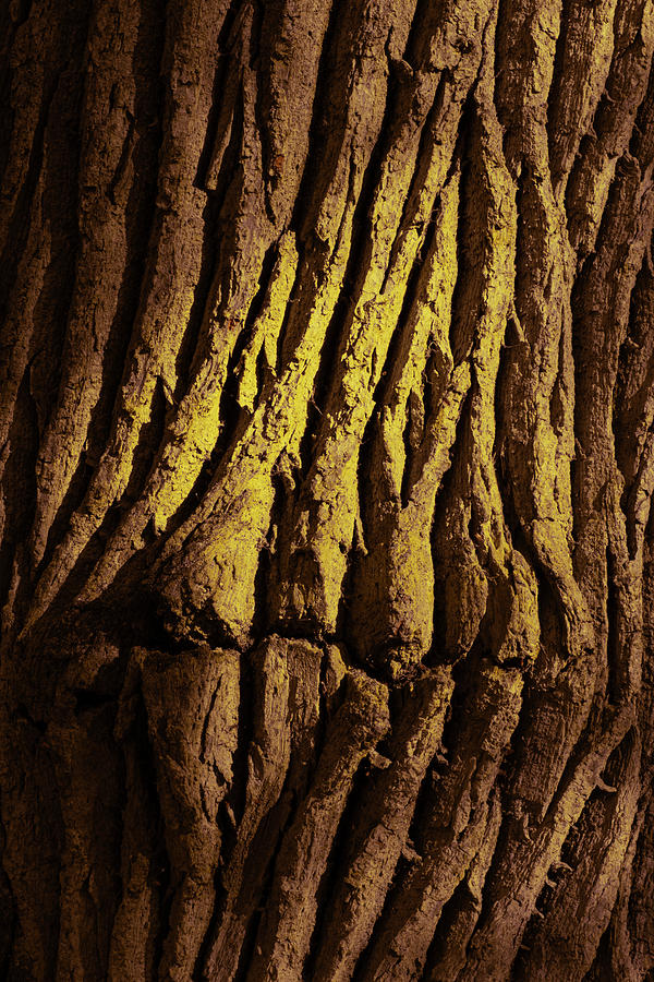 Oak Tree Bark In Autumn Colors Bialowieza Photograph By Robert Pastryk