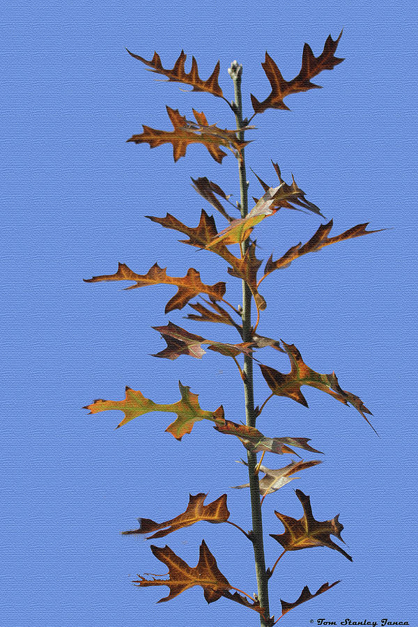 Oak Tree Beginning Fall Digital Art by Tom Janca