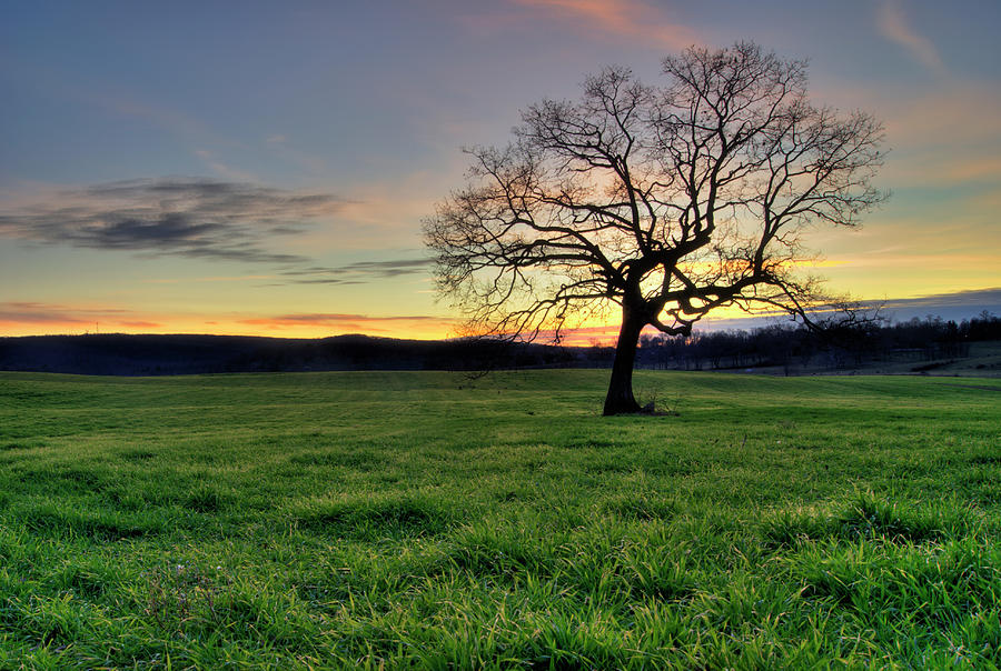 Oak Tree In A Grassy Field At Sunset Photograph by Brett Maurer