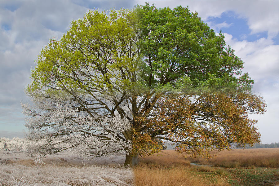 Oak Tree In Four Seasons Photograph by Jan Eric Krikke