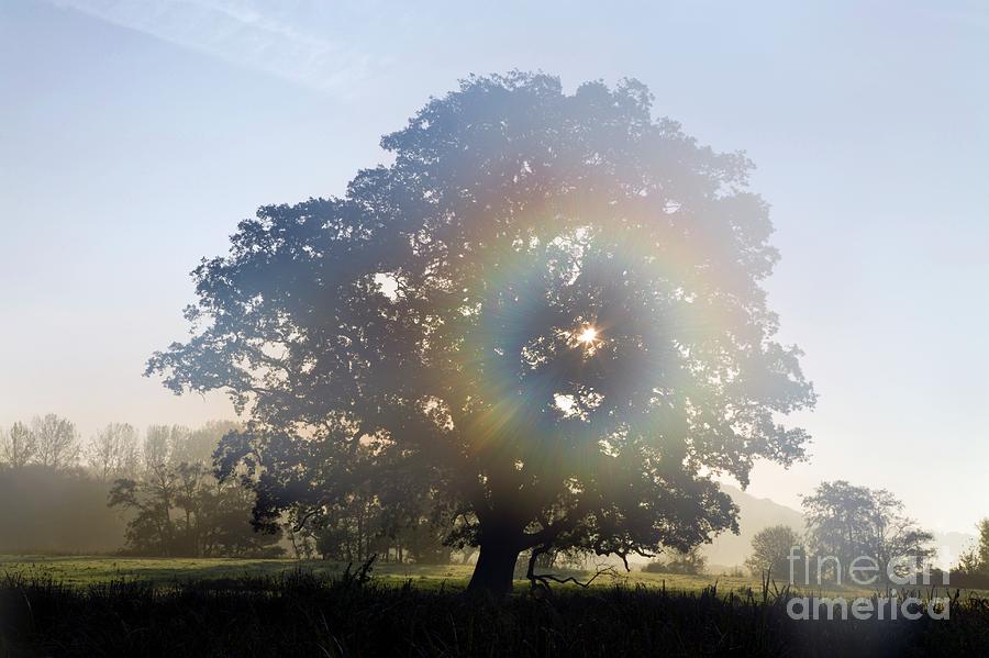 Oak Tree In Mist Photograph by Dr Keith Wheeler/science Photo Library