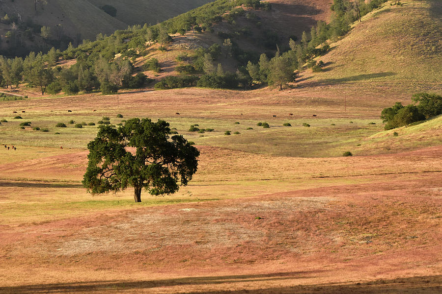 Oak Tree in Pasture Photograph by Cindy McIntyre