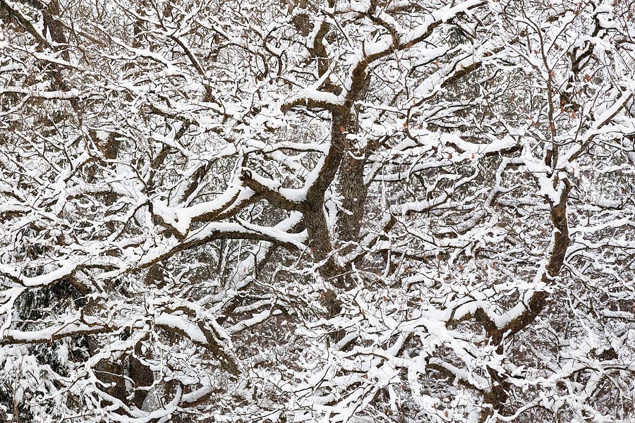 Oak Tree In Snow, Quercus Robur, Bavaria, Germany Photograph by Konrad Wothe