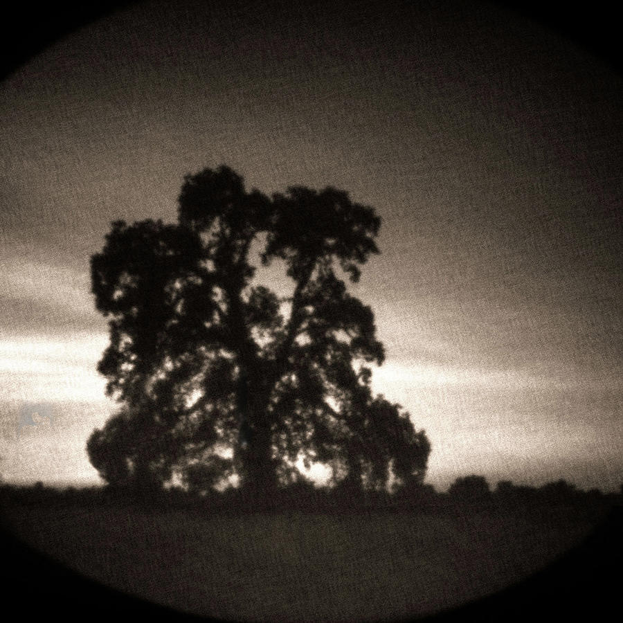 Oak tree in the summer through a pinhole  Photograph by Alessandra RC