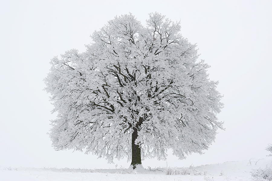 Oak Tree In Winter Digital Art by Manfred Delpho - Fine Art America