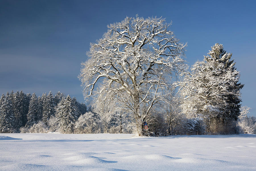 Oak Tree In Winter, Quercus Robur, Upper Bavaria, Germany Photograph by Konrad Wothe