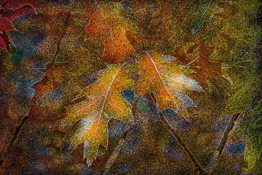 Fantasy Photograph - Oak Tree Leaves by Petras Paulauskas