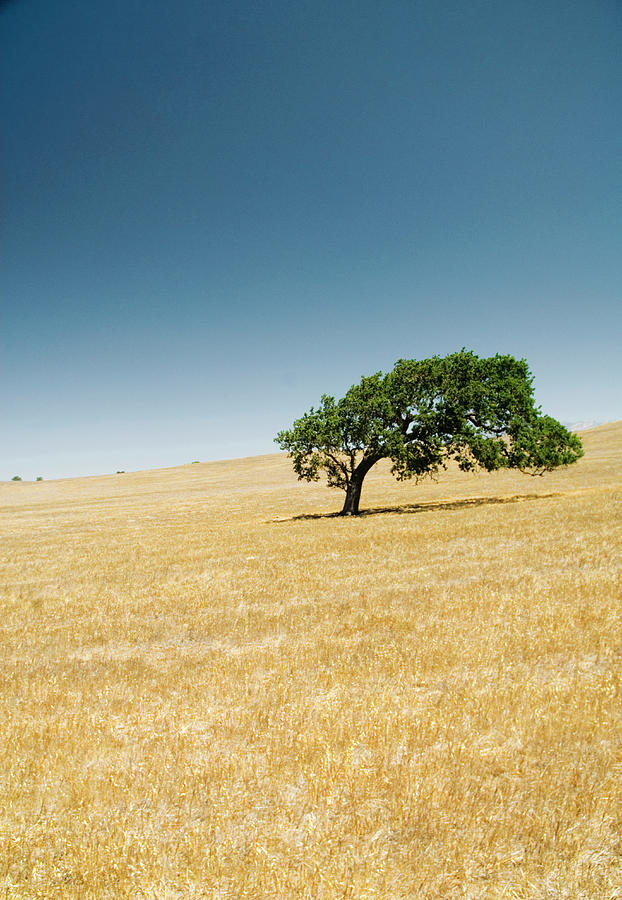 Oak Tree On Hillside Photograph by Pete Starman