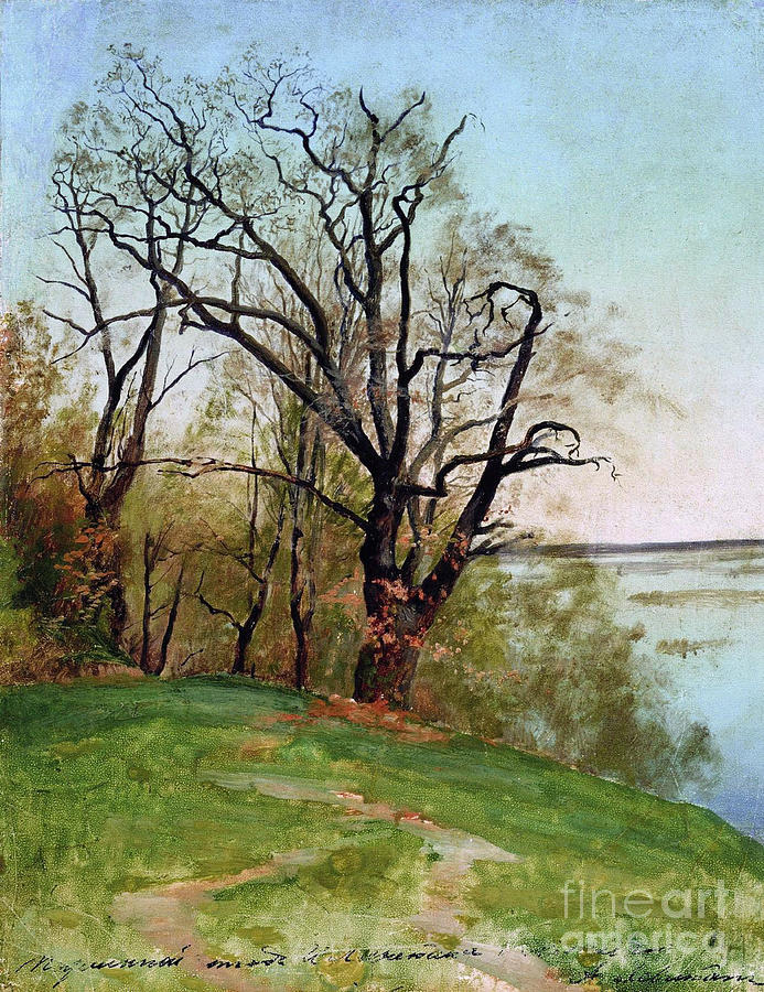 Oak Tree On The Riverbank Drawing by Heritage Images