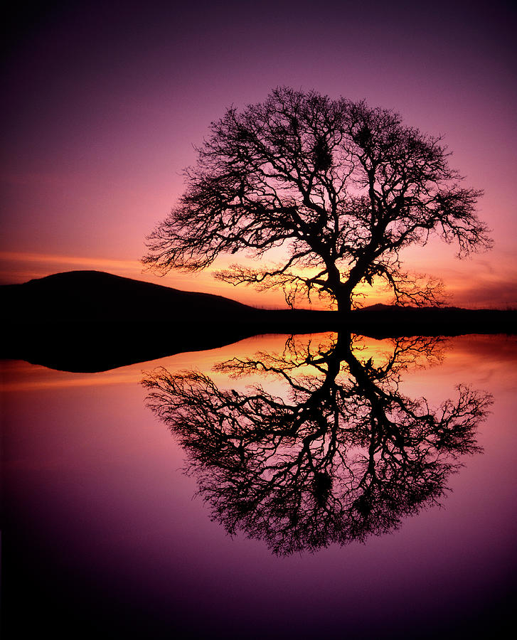 Oak Tree Reflection At Sunset Photograph by Steve Satushek