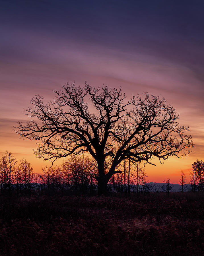 Oak Tree Silhouette Photograph By Jason Marks