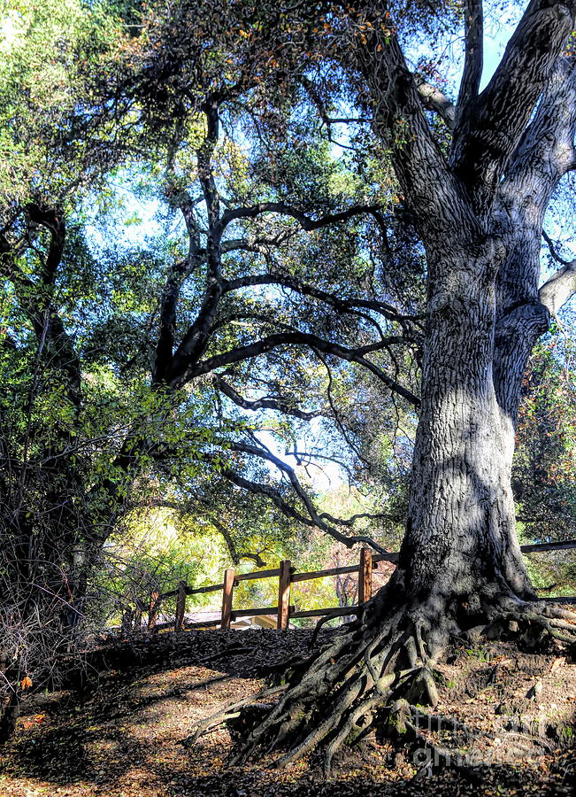 Oak Tree Vasona Park Los Gatos  Photograph by Chuck Kuhn