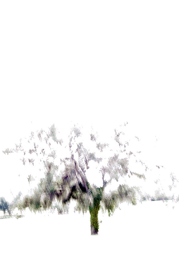 Oak Tree Photograph by Win-initiative Oak Tree Photograph by Win-initiative