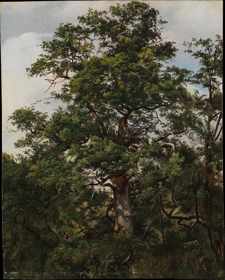 Oak Tree Painting by Wolfgang Adam Topffer - Fine Art America