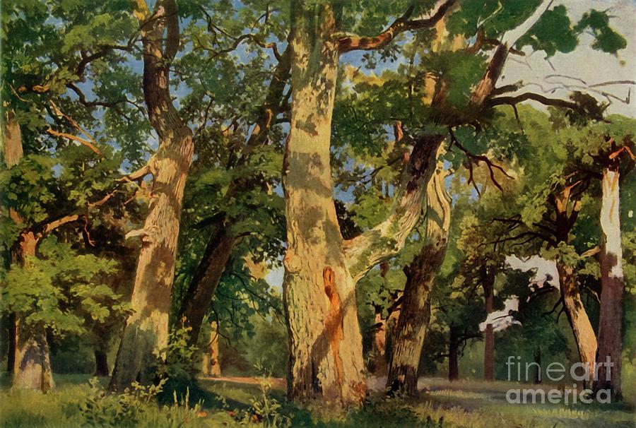 Oak Trees At Eventide Drawing by Print Collector