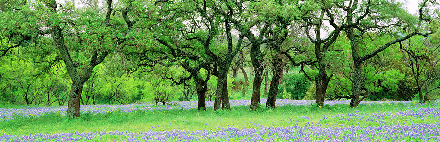Oak Trees In Lupine Flowers Field Photograph by Panoramic Images