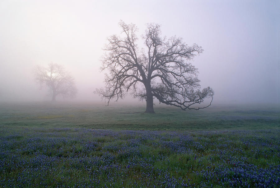 Oak Trees In The Mist Of The Early Photograph by Mint Images - David Schultz