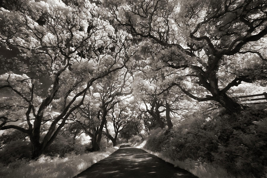 Oak Trees Lining The Road In The Point Photograph by Mint Images - Art Wolfe