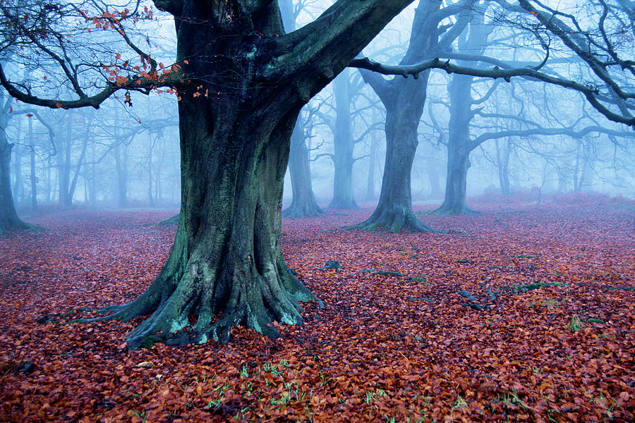 Oak Trees Woodland, Hertfordshire Photograph by Ben Cranke